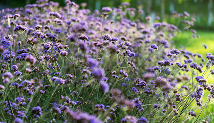 Background of purple verbena flowers