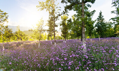 Background of purple verbena flowers