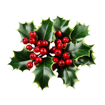 Christmas Holly isolated on transparent or white background, png