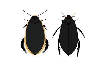 True water beetle on a white background.