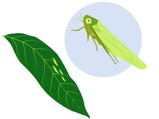 Mango leafhopper on a white background.