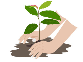 Fototapeta na wymiar planting trees with two hands.