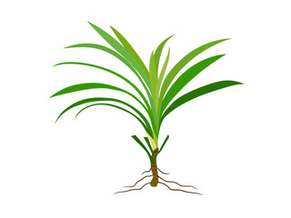 Fresh green pandan leaves or pandanus amaryllifolius come on a white background.