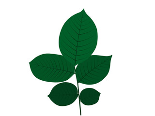 rose leaves on a white background.