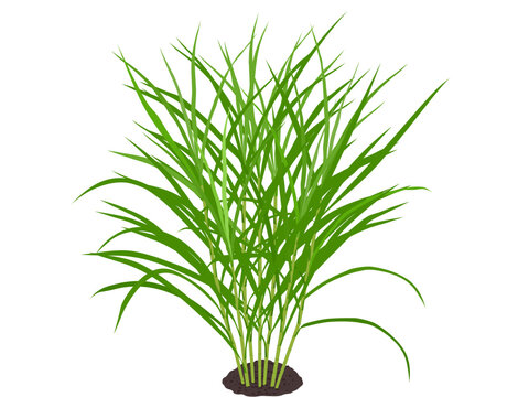 Napier grass or Cenchrus purpureus on a white background.