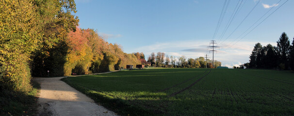 Forest Edge In Fall