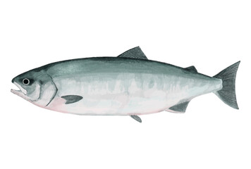 鮭のリアルなイラスト（白サケ）