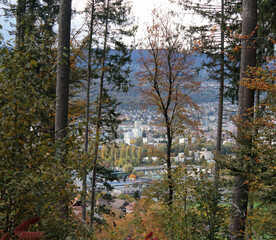View Through Forest Trees 