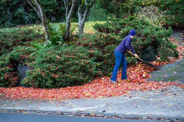 Woman raking up colorful maple leaves fallen on a residential sidewalk and driveway, fall cleanup
