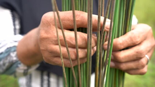 The fingers of Asian adults, are choosing purun grass stems. Lepironia articulata