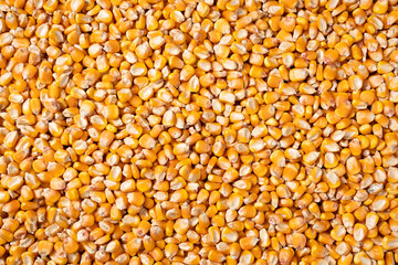 organic grain yellow corn seed or maize Full-Frame Background. Top View - obrazy, fototapety, plakaty