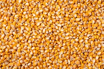 Fotobehang organic grain yellow corn seed or maize Full-Frame Background. Top View © zhikun sun