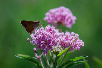 butterfly on flower