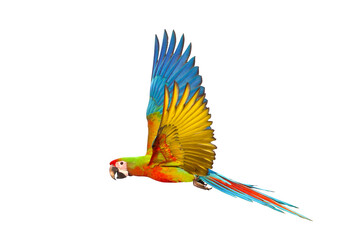 Colorful of Shamlet macaw parrot flying isolated on transparent background png file
