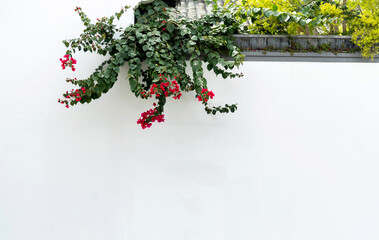 Fototapeta premium Flowers grow out of the wall