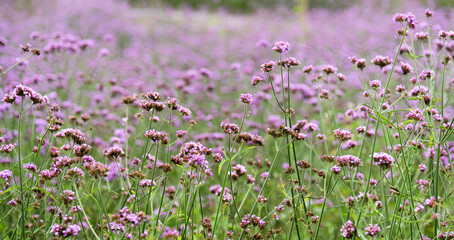 Fototapeta premium Background of purple verbena flowers