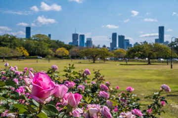Rose garden with Brisbane city skyline from New Farm Park.