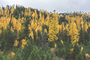 Ridges Of Larches