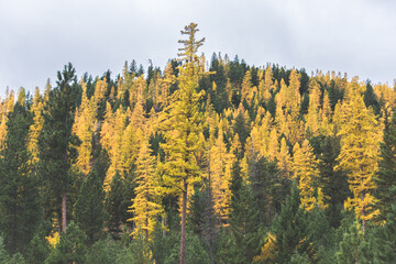 Peak Full of Larches