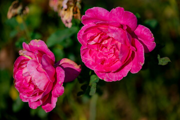 Close up of the red rose blooming