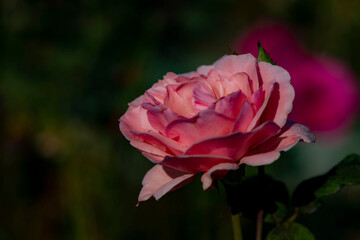 Close up of the red rose blooming
