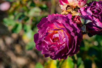 Close up of the red rose blooming