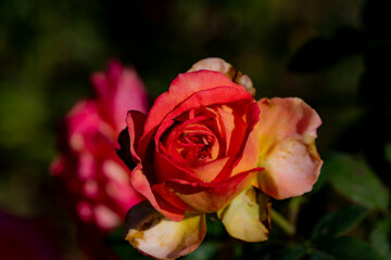 Close up of the red rose blooming