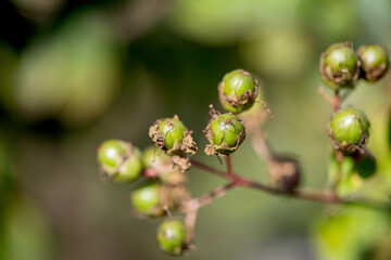 The bud of crape myrtle that is about to bloom