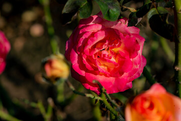 Close up of the red rose blooming