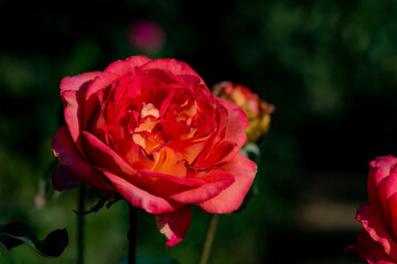 Close up of the red rose blooming