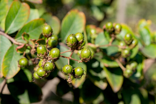 The bud of crape myrtle that is about to bloom