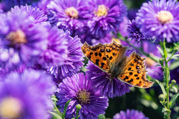Dutch chrysanthemums and various butterflies in the park