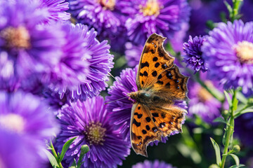 Dutch chrysanthemums and various butterflies in the park