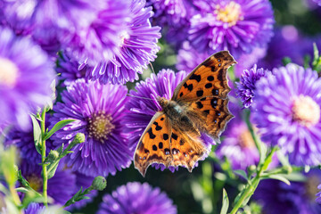 Dutch chrysanthemums and various butterflies in the park