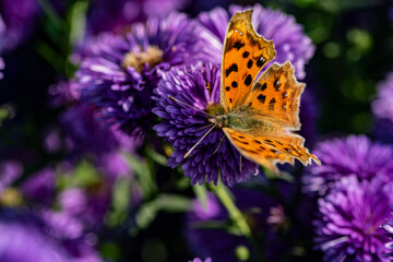 Dutch chrysanthemums and various butterflies in the park