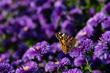Dutch chrysanthemums and various butterflies in the park