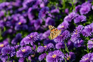 Dutch chrysanthemums and various butterflies in the park