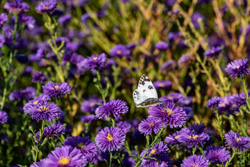 Dutch chrysanthemums and various butterflies in the park