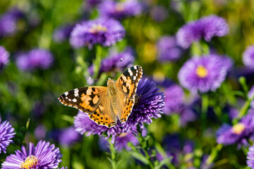 Dutch chrysanthemums and various butterflies in the park