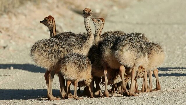 Brood of small ostrich (Struthio camelus) chicks in natural habitat, Kalahari desert, South Africa