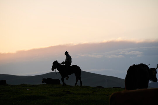 silhouette of a herdsman riding horse walking yaks home after sunset in Tibet, China