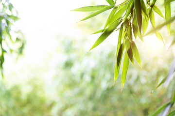 Fototapeta na wymiar Background of green bamboo leaves
