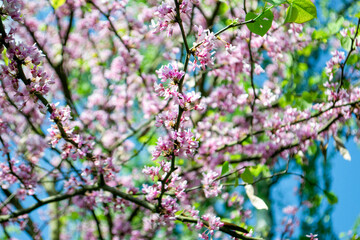 Sakura blossom. Pink japanese cherry bloom flowers on blurred spring background