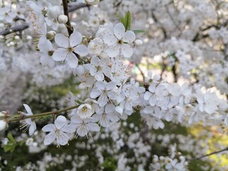 Cherry Blossom or apricot in a morning Sunlight