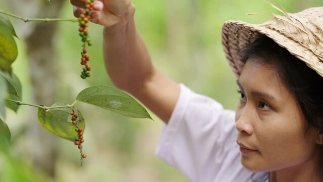 Female peppercorn farmer harvests ripe fruits from vine on field, tropical farming