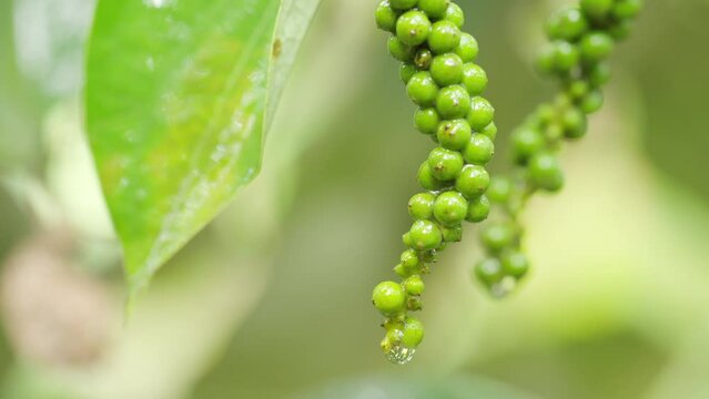 beautiful shot of green peppercorn fruit on plant with water droplets, pepper farm