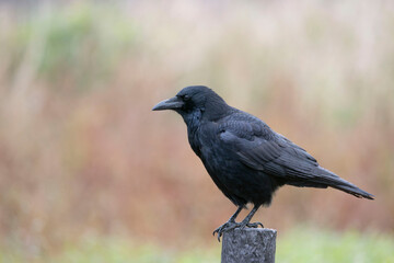 ハシボソガラス