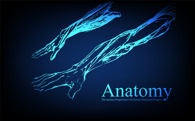 Human anatomy in front on x ray view. Anatomy human body connection, The Various Proportions Of Human Hand and Fingers, Vector hand drawn illustration