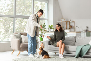 Young couple giving cute Beagle dog snack at home