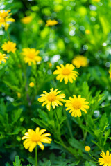 Background of yellow chamomile flowers